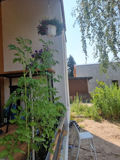 The image depicts a sunny day in Szczaki, Poland, with a focus on a small garden or balcony area. In the foreground, several tomato plants are growing in dark planters. A white plastic chair is placed on the sandy ground to the right of the planters. Above the plants, a white hanging basket filled with flowers is suspended from the side of a building. The building itself has a light-colored wall and a brown roof trim. In the background, there are more buildings and dense green foliage, including a large tree with drooping branches casting a shadow on the scene. The sky is clear and blue.
