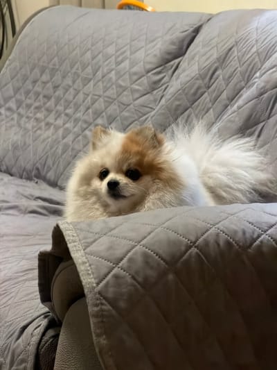 A fluffy, white and light brown Pomeranian dog is lying on a light grey, quilted couch. The dog is partially obscured by the couch cushion, which is also light grey and quilted. The couch is located in an indoor environment. There is no information about the city of Cuautla, Mexico.