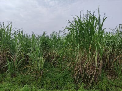 The image captures a vibrant, dense field of sugarcane plants under an overcast sky. The foreground and midground are filled with the tall, green stalks and long, broad leaves of the sugarcane, which dominate the frame. Some lower leaves on the sugarcane plants show browning and drying, revealing the thicker, pale green or purplish stalks beneath.
Beneath the towering sugarcane, a thick layer of diverse smaller green vegetation and ground cover is visible, creating a lush base for the field. The sugarcane field extends into the background, creating a sense of depth, with the plants appearing slightly less distinct further away. The sky above the sugarcane canopy is a uniform light grey, indicating cloudy or overcast weather. No direct sunlight is visible, suggesting a day with soft, diffused lighting.
There are no people, animals, or man-made objects present in the photograph, emphasizing the natural agricultural landscape. The image depicts a static scene, with no discernible activity taking place. The overall impression is one of natural abundance and growth in a rural or farming environment. Based on the provided context, the scene is located in Wonoayu, Indonesia. No visible text is present in the image.