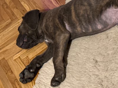 A young dog with brindle fur is sleeping on a fluffy rug. The dog is positioned with its head on the left side of the frame, facing left. Its paws are extended forward, with the front left paw resting on a wooden floor. The wooden floor has a parquet pattern. The rug is light-colored and textured. There is a hint of pinkish color in the upper right corner, possibly from a blanket or other fabric. The overall scene appears to be indoors, likely in a home. There is no discernible location in the city of Apatin Municipality, Serbia.