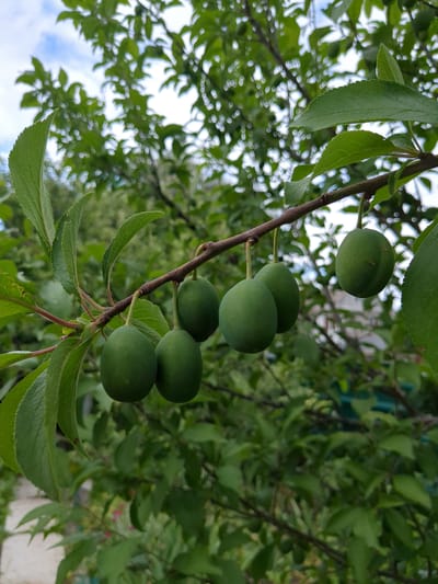 The image shows a close-up of a plum tree branch with several unripe, green plums hanging from it. The branch is brown and rough, with several green leaves attached. The plums are oval-shaped and a bright green color. The background is a blur of green foliage and blue sky with white clouds, indicating an outdoor setting. The image appears to have been taken in a garden or orchard. The location of Boryspil, Ukraine, is not visually discernible from the image itself.