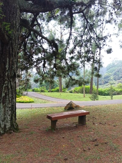 A wooden bench sits on a lawn scattered with pine needles under the dense canopy of a large pine tree. A stone rests on the grass near the bench. A paved path curves in the background, leading toward a landscape of trees and greenery. The scene exudes a sense of quiet tranquility and natural beauty.