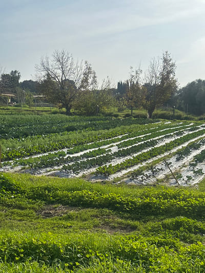An outdoor agricultural scene in Beit Yitshak Sha'ar Hefer, Israel, is captured under a clear, light blue sky. The foreground consists of uncultivated bright green grass and low-lying vegetation. The midground is dominated by multiple parallel rows of cultivated crops. Many of these rows feature young, leafy green plants, consistent with brassica varieties, emerging through circular openings in white plastic mulch film that covers the soil beneath. These rows extend diagonally from the lower left towards the upper right. Further into the field, additional rows display dense green foliage without visible plastic sheeting. Interspersed within these rows are a few slender wooden stakes. The background presents a treeline composed of both deciduous trees with sparse autumn foliage and evergreen trees, with several tall, slender evergreen trees visible on the right. Two small, light-colored structures with dark roofs are partially visible among the trees on the far left. A fence line marked by posts is discernible along portions of the background, separating the cultivated field from the trees and structures. No individuals or active human interactions are present in the frame.