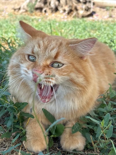 In Golubitskaya, Russia, an orange tabby cat is captured mid-yawn, its mouth wide open revealing sharp teeth and a pink tongue. The cat's green eyes are partially closed, and it is surrounded by green foliage and dry grass. The background is blurred, showing hints of trees and grass. The cat is positioned centrally in the frame, with its front paws visible.
