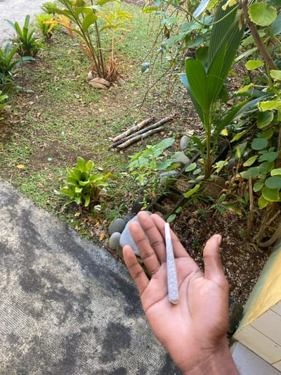 The image depicts an outdoor scene in Capesterre-Belle-Eau, France, featuring a dark-skinned human right hand holding a white, pre-rolled cigarette. The hand is positioned in the lower right portion of the frame, palm slightly upward, with the cigarette extending upwards from the palm. Adjacent to the hand and extending across the lower left is a textured grey concrete pathway. To the left and behind the hand is a lush garden area. This garden contains various green tropical plants, including broad-leafed bromeliads, a young palm-like plant, and dense foliage. Several smooth, grey landscaping stones are visible along the edge of the path and within the garden. Three cut sugarcane stalks lie horizontally on the ground in the mid-left. Two dried coconut husks are present near the base of a plant in the mid-left background. Portions of concrete cinder blocks are visible among the plants on the right side, forming a garden border. A section of a yellow-painted building wall is visible on the far right edge of the image. The scene is illuminated by natural daylight.