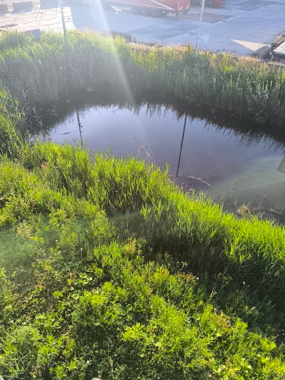 The image depicts a sunlit canal bordered by tall grasses and vegetation in Uithoorn, Netherlands. In the background, a paved area with trucks and some industrial structures is visible. The water in the canal is dark and reflects the sky and surrounding greenery. The foreground is densely covered with lush green grass and various plants, some with small white or yellow flowers. The sun is shining brightly, casting lens flares across the image and illuminating the foliage with a warm glow. There are no people or animals readily apparent in the scene.