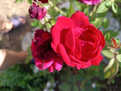 A close-up, eye-level shot shows two red roses in a garden. The rose on the right is fully bloomed and vibrant red, with visible petals and texture. The rose on the left is partially closed and darker red, with some wilted petals. The background is blurred, showing green foliage and a hint of a pathway or ground. In the upper left corner, a person's hand is visible, appearing to be adjusting or tending to the roses. The lighting suggests it is daytime, with shadows indicating sunlight. The image appears to be taken in a garden setting within the city of Koylik, Kazakhstan.