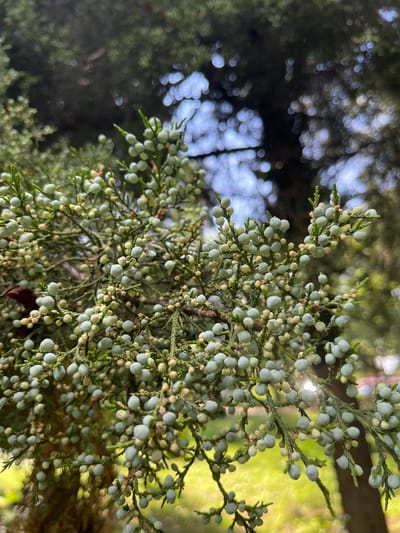 A close-up forensic photograph depicts a densely fruiting branch of a coniferous tree, consistent with a Juniperus species, located in the city of Tsarev Brod, Bulgaria. The branch is heavily adorned with numerous small, spherical, waxy, bluish-green juniper berries (seed cones), interspersed with smaller, light yellowish-green male pollen cones and scale-like evergreen foliage, all rendered in sharp focus. The background is intentionally blurred into an abstract composition of circular bokeh, indicative of diffused light filtering through distant foliage. A prominent lens flare is observed on the right side of the image, interacting with the branch. No human or animal subjects are present within the frame.