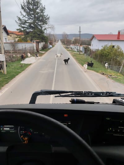 The image depicts a straight asphalt road in Sarantsi, Bulgaria, viewed from the interior of a stationary vehicle, likely a truck. Approximately 10-12 domestic goats are present on and around the road. Three goats, one white, one black, and one white with black markings, are actively crossing the road from left to right near the centerline. Additional goats are visible on the grassy shoulders on both sides of the road, adjacent to residential properties.

On the left side of the road, a white house with an orange roof and a tall evergreen tree are visible behind a fence. Further along, another building and a parked white car are partially seen. On the right side of the road, a white house with a red tiled roof and a chimney is prominent behind a fence and green foliage. Utility poles line this side, and distant hills are visible under an overcast, grey sky.

The vehicle's dashboard occupies the foreground. The steering wheel is partially visible at the bottom. The instrument cluster shows the speedometer at 0 km/h, an odometer reading of 842,569.1 km, and a fuel gauge indicating a nearly full tank. A red "CHECK" warning light is illuminated. A digital display shows "1:02," and a radio display indicates "89.5 MHz" under "РАДИО." A small, brown figurine is attached below the speedometer. Windshield wipers are visible at the base of the windshield. A black and silver device, possibly an antenna connection, rests on the dashboard.