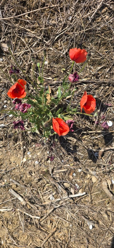 This is a high-angle, eye-level, medium shot of a cluster of red poppies growing amidst dry, brown ground cover and debris. The poppies are the main subjects, with four fully bloomed red flowers visible, along with several wilting or spent dark purple flowers and seed pods. The plants have green, spiky leaves. The ground is composed of dry grass, twigs, and small stones, suggesting a dry, possibly arid environment. The lighting indicates a bright day, likely with direct sunlight casting shadows on the ground. The scene appears natural and uncultivated. There is no visible text. The location context provided is Angüés, Spain.