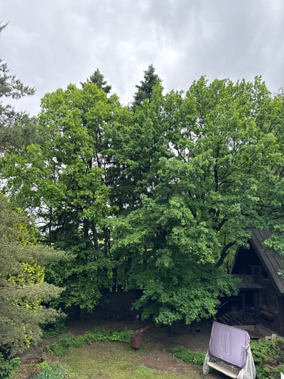 The image depicts a view of trees and foliage in what appears to be a residential or park setting. The sky is overcast. There is a structure, possibly a house or shed, partially visible to the right side of the frame. The surrounding ground is covered in vegetation. Although I am unable to geolocate to a specific location, the image provides no basis to confirm or deny that this image may be Lesnoi Gorodok, Russia. There are no indications of specific people, subjects, actions, or interactions.