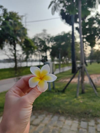 The image displays a light-skinned human hand holding a single Plumeria flower, centered in the lower frame. The flower exhibits five white petals with a vibrant yellow center; a few small, dark specks are visible on one lower petal. The hand grasps the flower by its stem between the thumb and index finger. The foreground ground surface consists of light-colored paving stones. The background is significantly out of focus, depicting an outdoor environment consistent with a riverfront park area in Thuận Hóa Ward, Huế, Vietnam. A paved pathway runs horizontally across the midground, bordered by green grass. Beyond the path, a calm body of water is visible. Multiple trees with green foliage line the pathway and the water's edge, and several streetlights or utility poles are intermittently spaced. The sky above is a pale, hazy grey, indicating diffused ambient light. Thin power lines or cables are discernable in the upper left of the background, and a tripod-like tree support structure stands on the right.