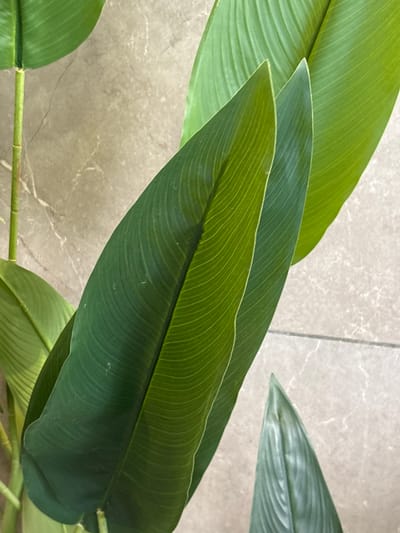 The image shows a close-up of large, green leaves with prominent veins, possibly from a tropical plant. The leaves are arranged in layers, with some overlapping others. The background appears to be a textured wall, possibly made of stone or tile, in a neutral beige or light brown color with some darker veining. The lighting suggests an indoor setting or a shaded outdoor area, with soft light illuminating the leaves. There are no people or animals visible in the image. The image does not provide any information or context related to Ayn al Basha, Jordan.