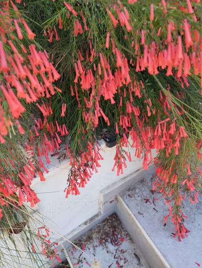 The image depicts a close-up view of a plant with numerous small, tubular, coral-colored flowers, appearing to be Penstemon pinifolius or a similar species, also known as "Firecracker Penstemon". The flowers hang in clusters from thin, green stems, creating a cascading effect. The foliage is dense and needle-like, a vibrant green that contrasts with the bright blossoms.
The plant is situated above a textured, light-colored surface, likely a wall or planter box, which appears to be made of concrete or stucco. The wall has a slightly weathered look. Below this wall, a lighter, concrete-like surface is visible, possibly a pathway or patio. Scattered on this lower surface are a few fallen flowers and some dried organic debris, suggesting an outdoor environment. In the upper left corner, a dark object, possibly a pot or a dark patch of ground, is partially visible.
The lighting suggests it is daytime, with soft light indicating either early morning or late afternoon, or an overcast day. There are no people present, and the scene is static, focusing solely on the flora and its immediate surroundings. The overall impression is one of natural beauty, with the vibrant flowers being the primary subject. The location context of Zikhron Yaakov, Israel, implies a warm or temperate climate suitable for such flowering plants. No text is visible in the image.