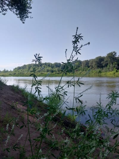 The image depicts a serene river scene with lush green trees lining the opposite bank. In the foreground, delicate white flowers bloom on tall, slender stems, adding a touch of natural beauty. The river flows gently, reflecting the clear blue sky. The left bank is composed of sandy soil, with some scattered vegetation. The overall impression is one of tranquility and natural abundance. This scene is consistent with the natural landscapes found around the city of Chkalov, Russia, known for its picturesque rivers and surrounding forests.