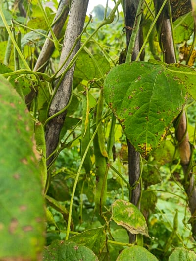 A vertical, eye-level close-up photograph depicts a dense growth of green bean plants in Makilala, Philippines. The scene is dominated by numerous green bean pods, varying in shade from vibrant green to yellowish-green, with some exhibiting browning. Large, ovate green leaves with visible brown spots and some yellowing along the edges are prevalent throughout the frame, suggesting potential plant disease or nutrient deficiency. Multiple slender, grayish-brown wooden stakes serve as trellises, with the bean vines coiling around them for support. The background consists of further blurred green foliage under natural, diffused daylight. No human presence or animals are observed.