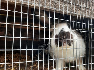 A black and white rabbit is inside a wire cage. The rabbit is facing forward and looking slightly upwards. Its nose is visible, and its ears are long and appear to be folded back. The cage has wooden slats at the top and a metal wire mesh on the front. The floor of the cage is covered with a brown bedding material. The background is dark and appears to be the interior of a structure. The image is taken from a slightly low angle, looking into the cage.