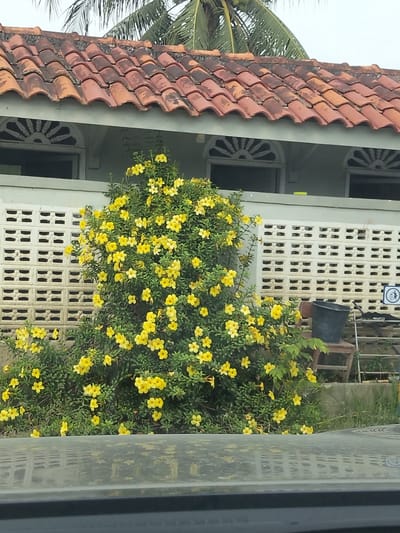 The image depicts a house with a tiled roof and white lattice walls, partially obscured by a flowering bush with bright yellow blossoms. A black bucket sits on a wooden stool to the right of the bush. The scene is likely located outdoors in a residential area. No people are visible in the image. The overall impression is one of a tropical or subtropical environment.