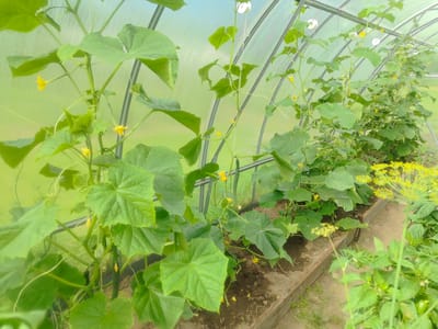 The image shows a greenhouse with rows of cucumber plants growing on trellises. The plants have large green leaves and are covered in yellow flowers, with some small cucumbers beginning to form. The greenhouse is made of clear plastic sheeting supported by a metal frame. The ground inside the greenhouse is covered with soil and some scattered debris. In the foreground, there is a wooden raised bed containing more plants. The overall impression is one of a well-maintained vegetable garden. The location is identified as Kashino, Russia.