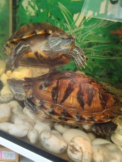 Two red-eared slider turtles are in a tank with a green aquatic plant background and white pebbles on the bottom. One turtle is above and to the left of the other. The upper turtle's head is visible, with red markings around its eyes and striped neck. The lower turtle's shell and part of its head are visible, with a patterned shell and striped neck. The scene is a close-up shot, capturing the details of the turtles and their environment. There is no information in the image to suggest a location in Shakhtarsk, Ukraine.