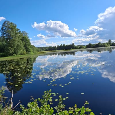 The image depicts a serene natural scene of a lake bordered by a dense forest. The water is a deep blue, reflecting the sky and clouds. Lily pads are scattered across the surface of the lake. The sky is bright blue with fluffy white clouds, suggesting a sunny day. The vegetation along the shore is lush and green, with trees forming a thick line. Some branches with green leaves are visible in the foreground, on the right side of the image. The overall mood is peaceful and tranquil. The image appears to be taken outdoors in a natural environment, likely during daylight hours. There is no visible text in the image. The orientation of the image suggests it was taken vertically. The location is specified as unknown, Norway.