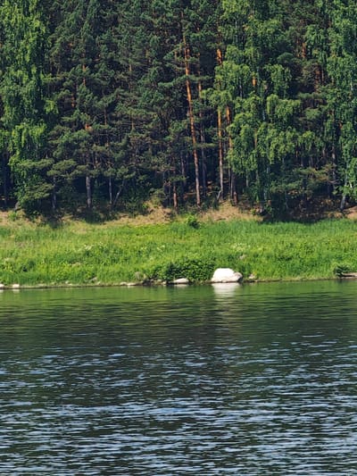The image shows a body of water in the foreground, with a dense forest lining the far bank. The forest is composed of a mix of pine and deciduous trees, with some taller, thinner trees interspersed among the denser evergreens. The shoreline is a grassy slope dotted with rocks, including a large white rock near the center of the frame. The water has ripples on its surface, reflecting the green of the trees and the blue of the sky. The scene appears to be a natural landscape, possibly a river or lake, located in Podporozh'e, Russia. There are no people or man-made structures visible in the image. The overall impression is one of tranquility and natural beauty.