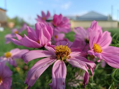 A close-up, low-angle shot captures several pink cosmos flowers in bloom. The foreground flower is in sharp focus, showcasing its delicate, ruffled petals and a prominent yellow center with brown stamens. The background is blurred, revealing more pink cosmos flowers, lush green foliage, and a hint of a building with a pale yellow wall and a gray roof. A clear blue sky with soft clouds forms the backdrop. The setting appears to be a garden or park in the city of Alexandrovskoe, Russia, bathed in natural sunlight. No people or animals are visible in the image.