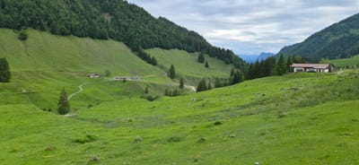 The image presents a panoramic view of a verdant Alpine valley in Erl, Austria, under an overcast sky. Steep, densely forested mountain slopes flank the scene, with coniferous trees covering the upper and mid-sections. The foreground and lower slopes consist of expansive, bright green grasslands, dotted with scattered rocks and patches of lighter-colored vegetation. A light-colored dirt path winds through the grassy terrain, forming an S-curve and leading towards a cluster of buildings in the middle distance. Two smaller, traditional Alpine-style buildings with light walls and reddish-brown roofs are visible on the left slope, with the path approaching them. Further right and higher on the slope, a larger, elongated building featuring white walls, a reddish-brown tiled roof, and an attached darker wooden structure stands prominently. Another building is partially visible in the far right distance, obscured by trees. The sky is largely covered by gray clouds, with hints of brighter light breaking through. No people or animals are discernible. The overall impression is one of a pastoral mountain landscape during daytime, likely late spring or summer.