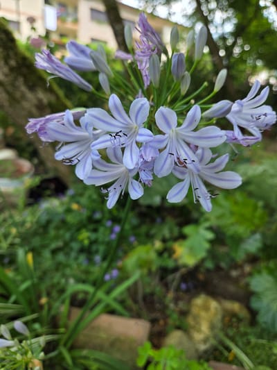 An outdoor, close-up, vertical shot focuses on a cluster of blooming Agapanthus flowers, also known as Lily of the Nile, with delicate light purple and white petals and dark purple stamens. The flowers are in various stages of bloom, with some fully open and others still in bud. The background is softly blurred, showing greenery and hints of buildings in the distance, suggesting a garden setting within a residential area. The scene is illuminated by natural daylight, creating soft shadows and highlights. This image was taken in Doneztebe/Santesteban, Spain.