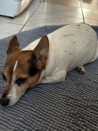A small dog, exhibiting characteristics of a terrier breed such as a Jack Russell, is depicted lying on a gray, textured rug indoors. The dog's coat is predominantly white with scattered black speckles (ticking) visible on its back and flank. Its head features brown fur with dark brown/black markings around the eyes and ears, and a distinct white stripe runs down the center of its forehead and snout. Both ears are brown, appearing semi-erect. The dog is positioned with its head resting on the rug, facing towards the lower-left portion of the frame, and its body is extended. A single rear paw is partially visible behind its body. The rug displays a repeating pattern of small, raised rectangular or square textures. Behind the rug, a light-colored tiled floor with dark grout lines is visible, extending towards the upper background. A portion of a white appliance or piece of furniture is visible in the upper-left background. No other subjects or interactions are present. The specific location within Bad Nauheim, Germany, cannot be further ascertained from the visual evidence provided.