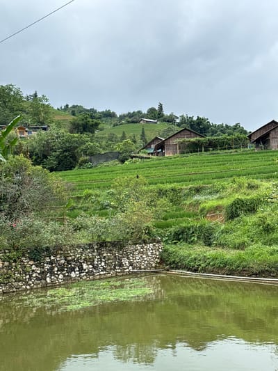 The image depicts a rural landscape in Tả Van, Vietnam, characterized by terraced rice paddies and traditional wooden houses on a hillside. The foreground features a body of murky water with reflections of surrounding greenery and a stone wall. The midground showcases vibrant green rice fields meticulously arranged in terraces, with a few wooden structures with thatched roofs nestled amongst the vegetation on the slopes above. The background reveals rolling hills covered in dense green foliage and a cloudy sky. There are no people visible in the image, and the overall scene conveys a sense of tranquility and natural beauty.