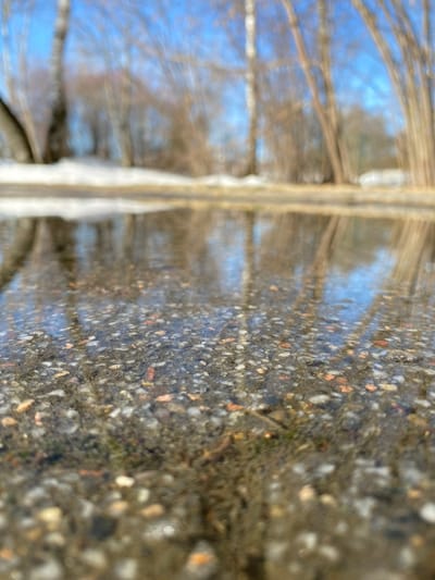 A low-angle forensic image depicts a shallow, clear water puddle on a granular asphalt or concrete surface in Novoivanovskoe, Russia. The foreground displays the wet, textured surface composed of various grey, white, brown, and orange aggregate stones, with small traces of green moss or vegetation visible beneath the water. Beyond the puddle, an indistinct raised edge, possibly a curb or path border, is present, flanked by a narrow strip of melting snow. The heavily blurred background features numerous bare deciduous trees, some with light-colored trunks, silhouetted against a bright blue sky. Reflections of these trees and the sky are distinctly visible on the puddle's surface. No individuals, animals, or active interactions are observed.