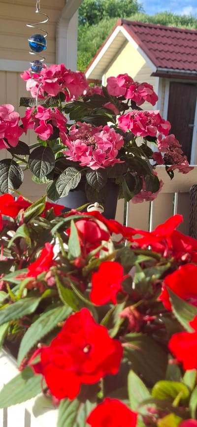 The image displays a close-up of two hanging flower baskets filled with vibrant pink hydrangeas and bright red impatiens. The flowers are in full bloom, with lush green foliage. In the background, a portion of a house is visible, featuring a red-tiled roof and light-colored siding. A white gutter runs along the edge of the roof. The scene appears to be outdoors, likely on a porch or balcony, as suggested by the hanging baskets and the house's architecture. A spiral wire with two blue glass beads is also visible on the left side of the frame, adding a decorative element. The lighting suggests it is daytime, with bright sunlight casting shadows. There is no visible text in the image. The setting and the healthy state of the flowers evoke a sense of warmth and a pleasant summer day.