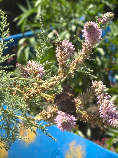 The image shows a close-up of a flowering plant with small, pale pink blossoms and green, feathery foliage. The plant is growing outdoors, with soft green foliage and some blurred blue and yellow shapes in the background, possibly indicating a bright, sunny day with some man-made objects.

A wasp is visible on the upper left portion of the plant, with its body angled towards the blossoms. In the lower left of the frame, part of a brown moth is visible, resting on a stalk of the plant. The moth's wings are patterned with brown and white.

The scene appears to be set in a garden or natural environment, possibly in the region of Karachino, Russia, given the provided location context. The lighting suggests it is daytime, likely sunny given the bright reflections and shadows. The overall mood is natural and peaceful, focusing on the details of the plant and the insects interacting with it. There is no visible text in the image.
