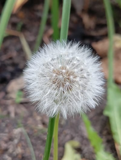 This is a close-up, eye-level, vertical medium shot of a dandelion seed head in its fluffy, white, spherical form. The dandelion is the central subject, positioned slightly off-center to the right, and is in sharp focus. Its delicate white filaments radiate outwards, creating a soft, airy texture. Some of the individual seeds with their parachutes are clearly visible within the fluffy mass.
The dandelion is supported by a slender green stem, also in focus. Surrounding the dandelion is a blurred background that suggests an outdoor, natural setting. Green grass blades are visible in the foreground and to the sides, some slightly out of focus. The ground beneath appears to be composed of soil and fallen leaves, rendered in muted browns and grays, indicating a possible autumn or late summer season.
The lighting suggests it is daytime, with diffused light, possibly on a slightly overcast day, as there are no harsh shadows. The overall mood is serene and natural, focusing on the ephemeral beauty of the dandelion's seed dispersal stage. The specific location is Ruda Śląska, Poland, but there are no visible text elements or specific landmarks to confirm this from the image alone. No people or animals are present.
