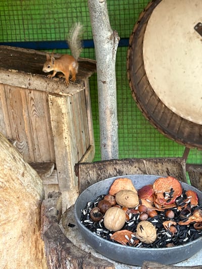 A small, reddish-brown squirrel with a bushy tail stands on the edge of a wooden structure. The squirrel is facing left, with its head slightly lowered. Behind the squirrel is a green, mesh-like background. To the right of the squirrel, a thick tree trunk is visible. In the foreground, a weathered metal bowl filled with nuts, seeds, and dried fruit sits on a wooden surface. The overall scene appears to be outdoors, possibly in a park or garden. The location is specified as Medvedevo, Russia.