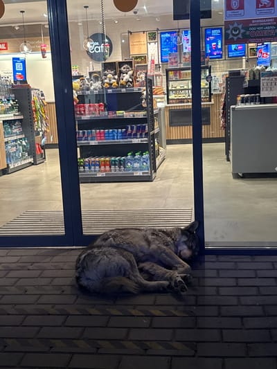 A gray dog, likely a husky mix, sleeps curled up on a brick sidewalk outside a gas station convenience store with blue-framed glass doors in Svatkovo, Russia. The store has shelves stocked with various drinks, snacks, and merchandise. The interior lights illuminate the interior, reflecting off the glass doors.