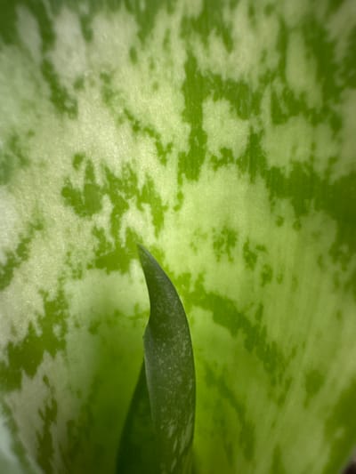 This close-up photograph, taken in Carrizal, Venezuela, features the intricate patterns and textures of plant foliage. The primary subject is a large, broad leaf, likely from a succulent or a similar houseplant, characterized by its distinctive variegation. Irregular, mottled patches of light green or pale yellowish-green are interspersed across a deeper, more vibrant green background, creating an abstract, organic design. The surface of the leaf appears to have a slightly textured or finely granular quality, particularly noticeable in the lighter areas.
A second, darker green leaf is partially visible, curving into the frame from the upper right quadrant. This leaf displays a more uniform dark green hue and appears to have a slightly pebbled texture, contrasting with the intricate patterns of the main leaf. Its presence suggests a layered arrangement of foliage, with the main leaf possibly unfurling or part of a larger cluster.
The lighting is soft and diffuse, illuminating the delicate details and variations in color and texture across the leaves without casting harsh shadows, suggesting an indoor setting or indirect natural light. The scene is a serene, macro view entirely focused on the botanical subject. There are no people, discernible activities, or visible text in the image.