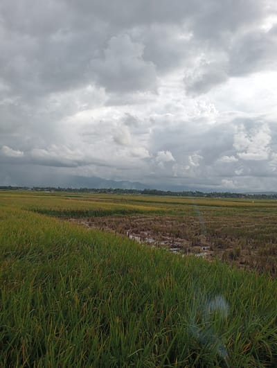 The image depicts a landscape dominated by rice fields in Meunasahlancok, Indonesia, under a cloudy, overcast sky. The foreground shows lush, green rice plants, transitioning into harvested fields with brown stubble and standing water. In the midground, more rice fields extend towards the horizon, where a line of trees and buildings indicates a village or town. Distant mountains are faintly visible under the cloud cover. No people are distinctly visible, but there are structures like electrical towers and houses indicating the presence of human habitation.