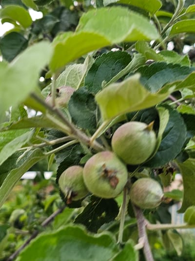The image shows a close-up view of several small, green apples growing on a tree branch. The apples are still developing, with some showing a slightly reddish blush. The leaves of the apple tree are a vibrant green and are in various stages of focus. The background is softly blurred, suggesting an outdoor environment, possibly a garden or orchard, in Chukholovo, Russia. The overall lighting is natural and diffused, indicating it might be an overcast day or early morning/late afternoon. There are no people or animals visible in the image.