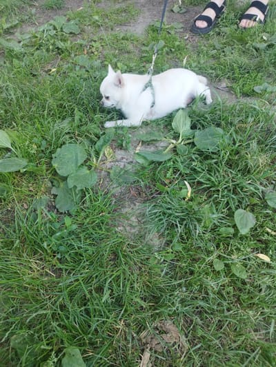A small white Chihuahua is lying on a patch of grass with a black leash attached to its harness. The dog is looking to its left, with its head lowered. In the background, two pairs of feet wearing black sandals are visible. The environment appears to be a grassy area, possibly a park or backyard. The image was taken in Novyi Rozdil, Ukraine.