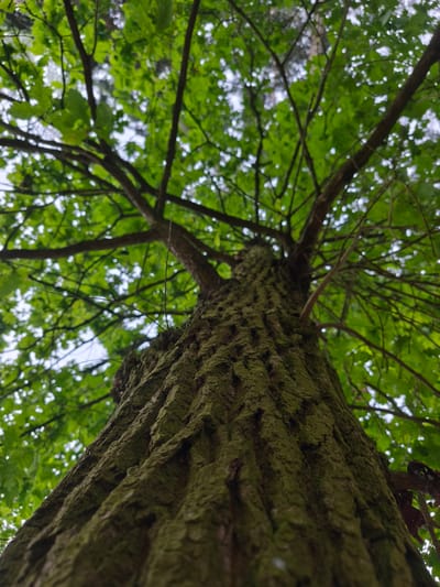The image, taken from a low angle looking upwards, showcases the textured bark of a large tree trunk. The trunk is covered in moss and has deep, rough ridges. Branches extend upwards and outwards, covered in lush green leaves, which are somewhat out of focus due to the shallow depth of field. The sky is visible through the canopy, appearing bright and overcast. The scene is likely in a natural setting, possibly a park or forest within the city of Choceň, Czechia, though no specific landmarks are visible to confirm the precise location within the city. There are no people or animals present in the image.