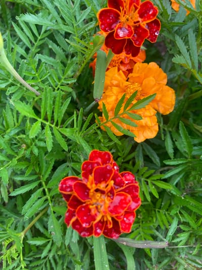 This is a close-up, high-angle shot of several marigolds blooming amongst lush green foliage. The marigolds display a gradient of colors, with the outer petals being a deep red and transitioning to a vibrant orange towards the center. Some of the red petals are adorned with glistening water droplets. The surrounding leaves are finely serrated and a vibrant green, creating a dense background. The image appears to be taken in an outdoor setting, likely a garden, with natural lighting. No people or specific landmarks are visible. The scene suggests a moment after rain or dew.