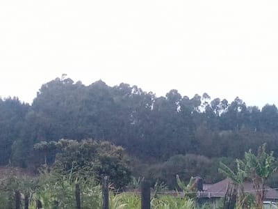 This image depicts an outdoor landscape scene located in Limuru Central ward, Kenya, under an overcast sky. The upper portion of the frame displays a uniform light gray sky. In the distant background, a dense stand of dark green, broadleaf trees, consistent with Eucalyptus species, forms the horizon line. Below this, in the midground, varied green foliage is present. Towards the right midground, the brown roof of a building is partially visible, obscured by vegetation. A black cylindrical water storage tank is mounted on this roof. Immediately adjacent to the building on the right, multiple banana plants with large green leaves are identifiable. The immediate foreground features dense green vegetation, including tall grasses or crops, and several weathered vertical wooden posts, indicative of a fence line. No individuals are depicted, and no explicit actions or interactions are occurring within the scene.