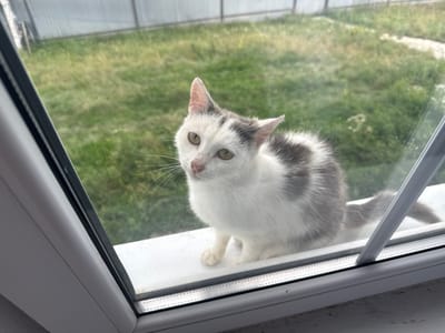 A white and grey cat with light green eyes sits on a white windowsill, looking up and to its left. The cat has short fur with patches of grey on its head, back, and tail. Its whiskers are long and white. Behind the cat, through a window, is a blurred view of a grassy yard with a light-colored fence in the background. The scene appears to be outdoors on a sunny day, as indicated by the bright lighting and green foliage. The window frame is white and grey plastic. There is no visible text in the image.