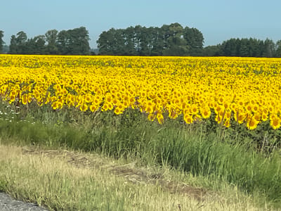 A wide, horizontal shot captures a vast field of bright yellow sunflowers in full bloom. The sunflowers stretch across the frame, their faces turned towards the sun. Behind the sunflower field, a line of dark green trees forms a natural border against a clear, pale blue sky. In the foreground, tall green grass and some dry hay create a textured base for the scene, with a sliver of a grey, gravelly surface visible at the very bottom left corner. The image was taken in Yosypivka, Ukraine.