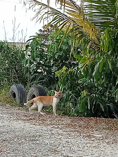 A tan and white cat stands on a gravelly surface in front of dense green foliage. Two black tires are visible to the left of the cat, partially obscured by grass. Palm fronds are visible at the top of the image. The setting appears to be an outdoor area in the city of Kualu, Indonesia.