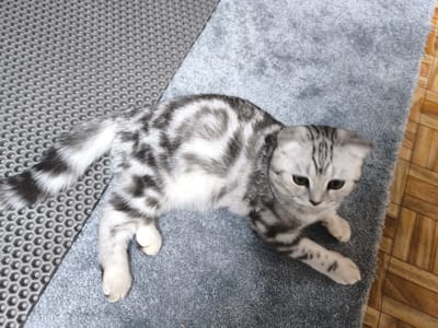 A silver tabby kitten is lying on a grey carpet. The kitten's fur has swirling patterns of grey and white. Its tail is striped and curled to its left. The kitten is looking to the right of the frame with its head tilted slightly. A textured grey mat is visible to the left of the kitten, and wooden flooring is to the right. The scene is indoors, and no specific location in the city of Gal'chino, Russia, can be identified from the image.