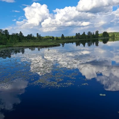 The image depicts a serene natural landscape with a body of water reflecting a blue sky filled with white, puffy clouds. The foreground is dominated by the dark, still water, interspersed with clusters of lily pads. The far bank of the water is lined with a dense, green forest, with taller trees interspersed among shorter vegetation. In the distance, the treeline continues, leading to a hazy horizon under the expansive sky. The scene is peaceful and undisturbed, suggesting a remote or natural setting. There are no people or man-made structures visible in the image, and no specific location in the city of Unknown, Norway can be identified.