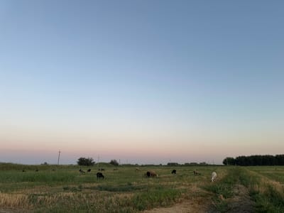 In Batash, Uzbekistan, at sunset, a flock of sheep grazes in a wide, grassy field. The sky transitions from a pale blue at the top to a soft pink and peach hue near the horizon. Several utility poles with overhead wires are visible across the landscape. The field features a mix of green grass and harvested stubble, with a dirt path running diagonally from the lower right towards the center. In the distance, a line of dark green trees forms a dense border. There are no people or buildings visible in the frame.
